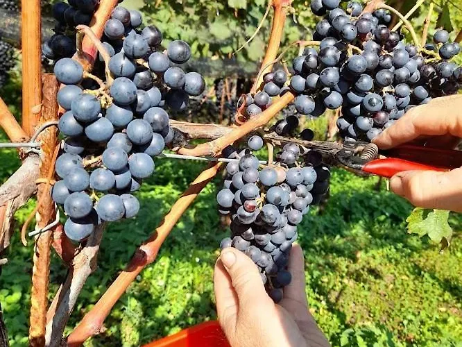 Cascina Teresina Alojamento de Turismo Rural *