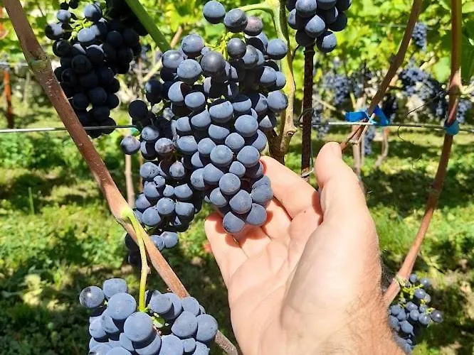 Cascina Teresina Veleso